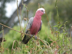 Eolophus roseicapilla
