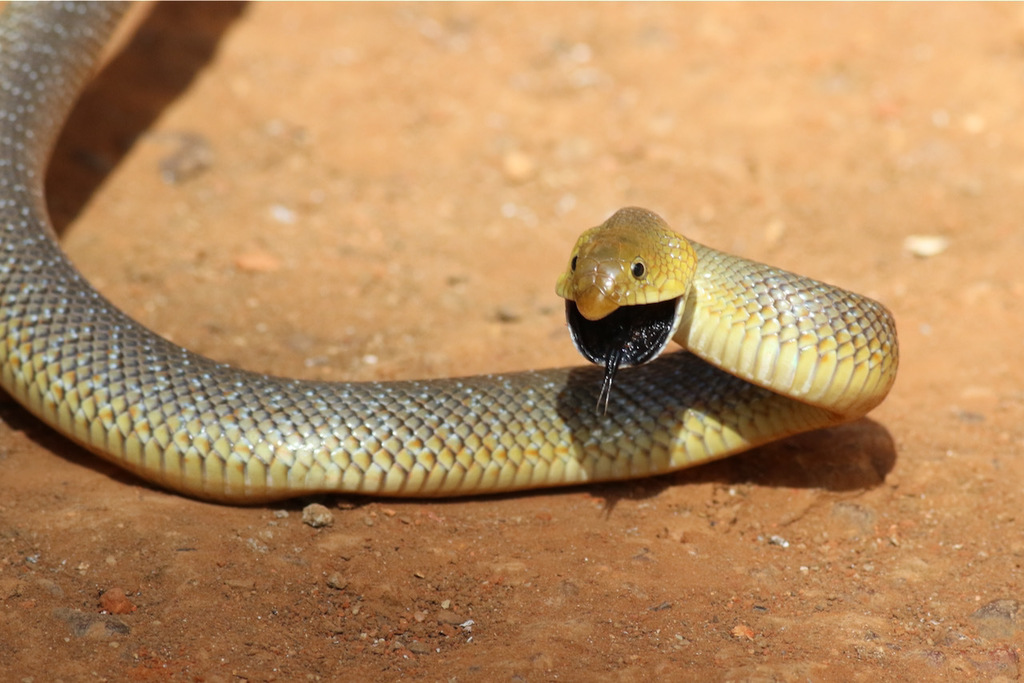 African Hook-nosed Snake from Rafaï, Mbomou, Central African Republic ...