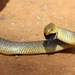African Hook-nosed Snake - Photo (c) Mathias D'haen, some rights reserved (CC BY-NC-ND), uploaded by Mathias D'haen