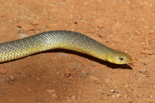 African Hook-nosed Snake