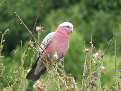 Eolophus roseicapilla