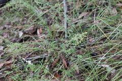 Gonocarpus teucrioides