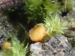 Octospora maireana