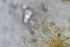 Octospora maireana