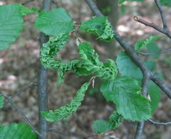 Aculops macrotrichus