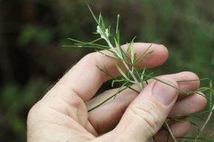 Cassinia laevis