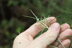 Cassinia laevis