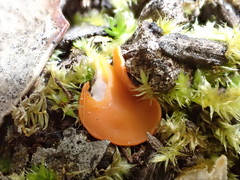 Pulvinula tetraspora