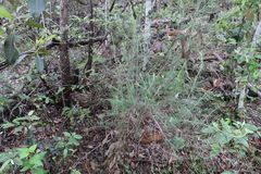 Cassinia laevis