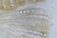 Pulvinula tetraspora