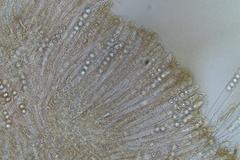 Pulvinula tetraspora