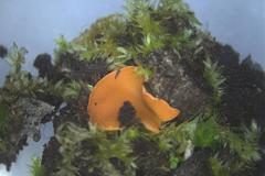 Pulvinula tetraspora