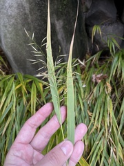 Hakonechloa macra