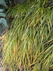 Hakonechloa macra