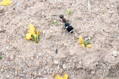 Eccoptoptera cupricollis