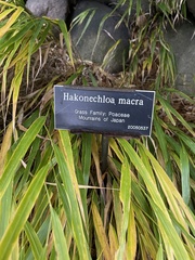 Hakonechloa macra