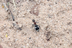 Eccoptoptera cupricollis