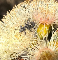 Eucalyptus incrassata