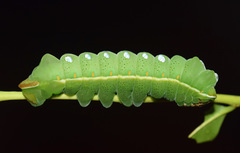 Pseudobunaea tyrrhena