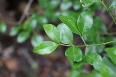 Psydrax odorata odorata