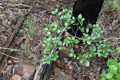 Psydrax odorata odorata