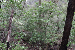 Psydrax odorata odorata