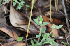 Opercularia hispida