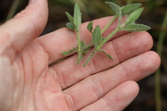 Opercularia hispida