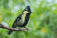 Machlolophus aplonotus