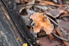 Cantharellus concinnus