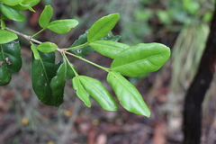 Cyclophyllum coprosmoides