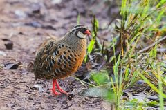 Perdicula erythrorhyncha