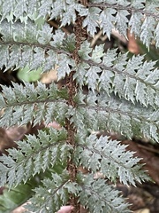 Polystichum silvaticum