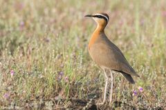 Cursorius coromandelicus