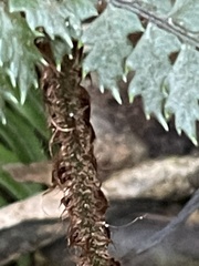 Polystichum silvaticum