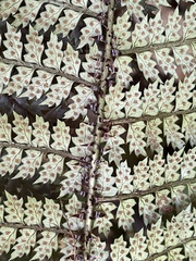 Polystichum silvaticum