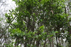Cyclophyllum coprosmoides