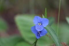 Commelina lanceolata