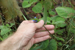 Commelina lanceolata