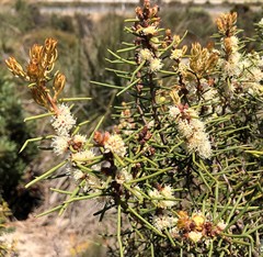 Hakea mitchellii