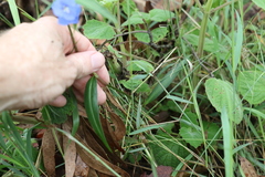 Commelina lanceolata