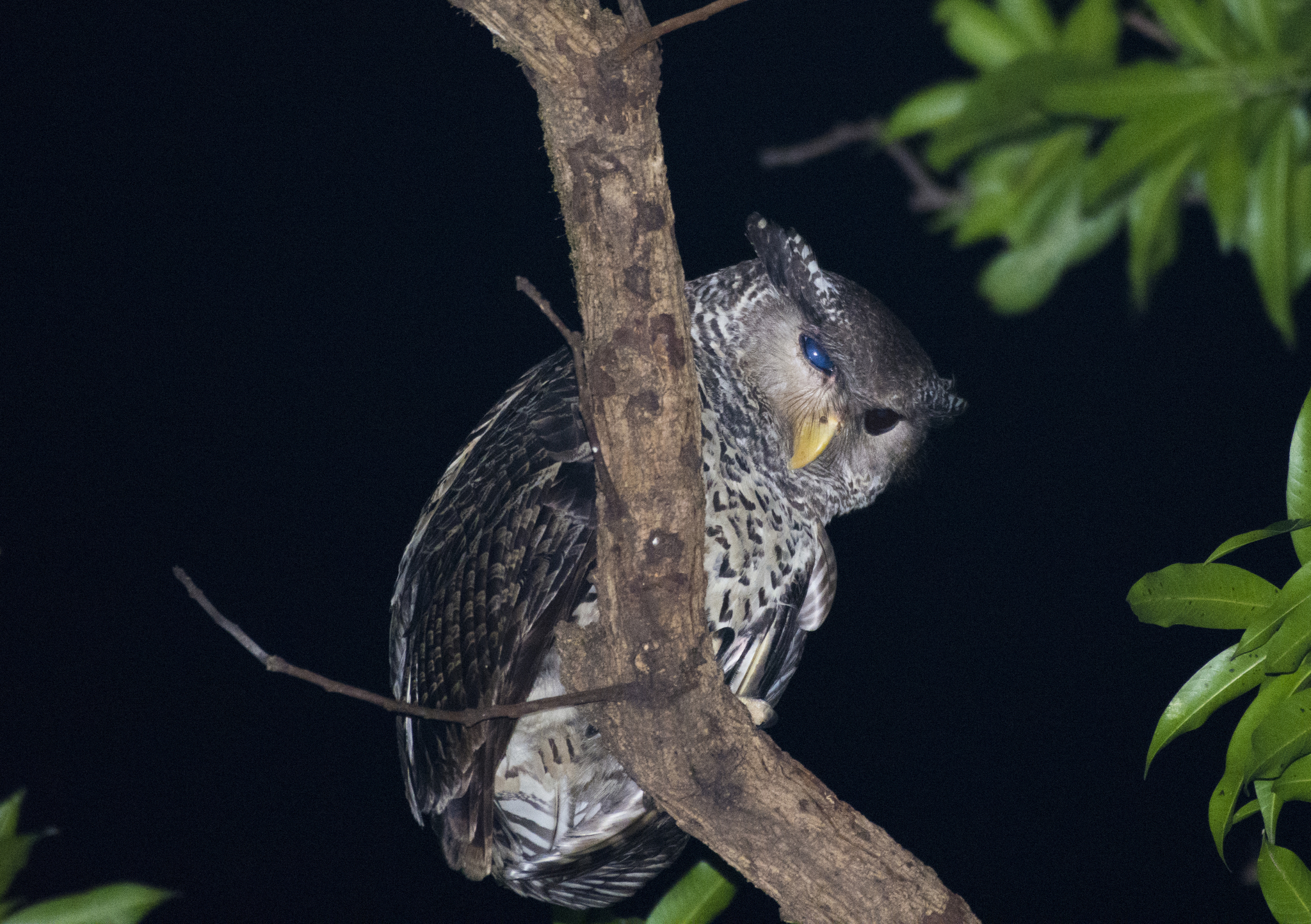 Spot-bellied Eagle-Owl