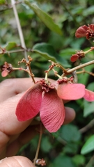 Heteropterys brachiata