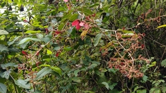 Heteropterys brachiata