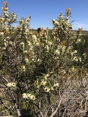 Hakea mitchellii