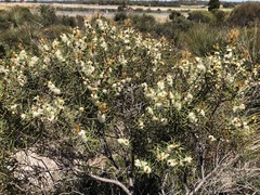 Hakea mitchellii