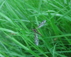 Tipula lateralis