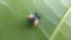 Gasteracantha mediofusca