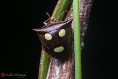 Paracritheus trimaculatus