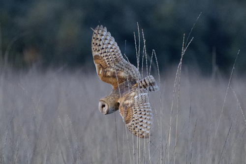 American Barn Owl (Tyto furcata), a species recorded in Nevada